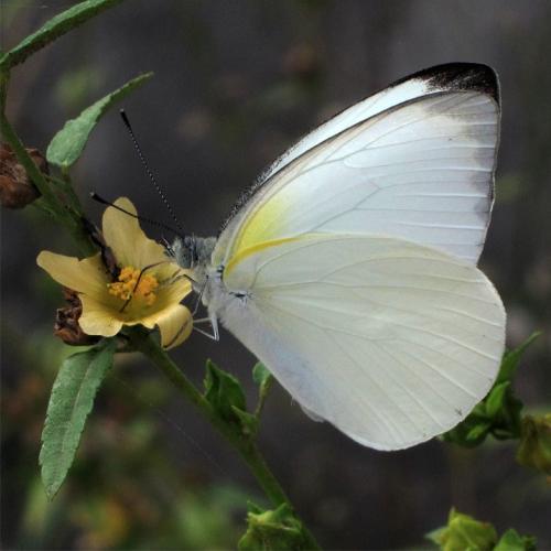 Réf. 236 892 : Appias epaphia